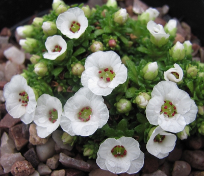 Saxifraga 'Coolock Gem'